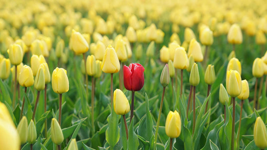 Different by Design: TAP’s Take on Leadership