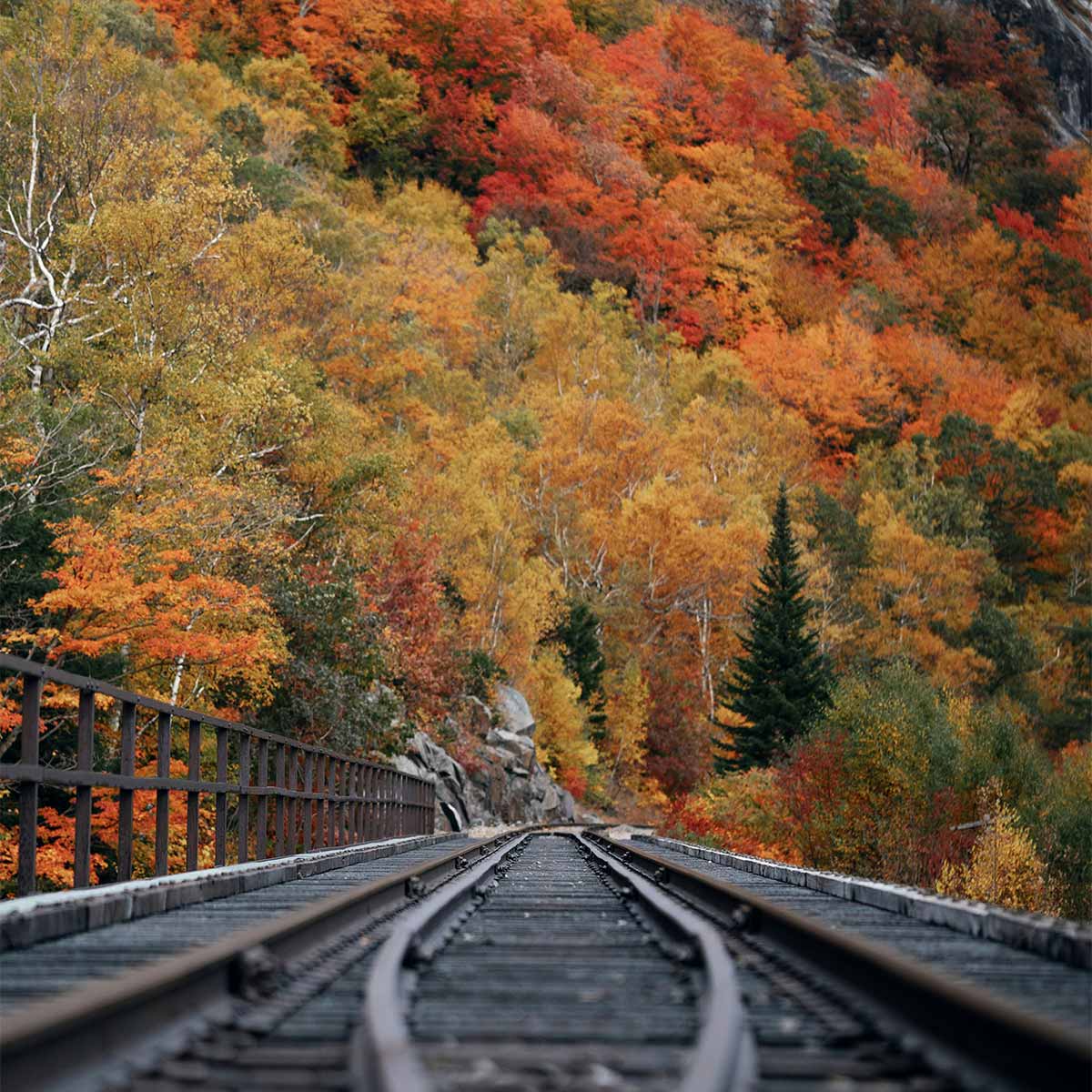 Train tracks leading into a colorful forest during autumn