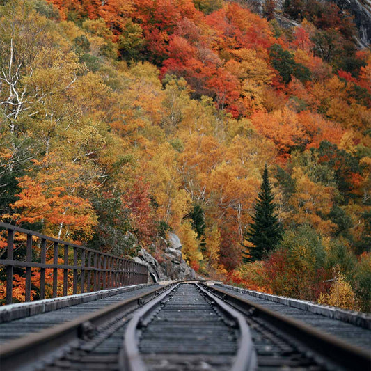 Train tracks leading into a colorful forest during autumn