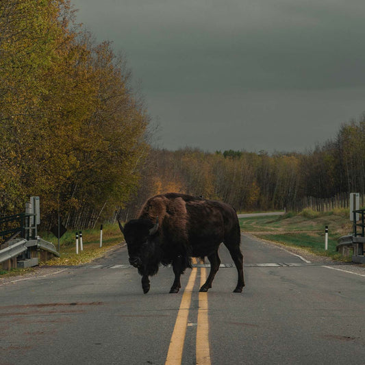 Bison standing in the middle of a road in a forested area